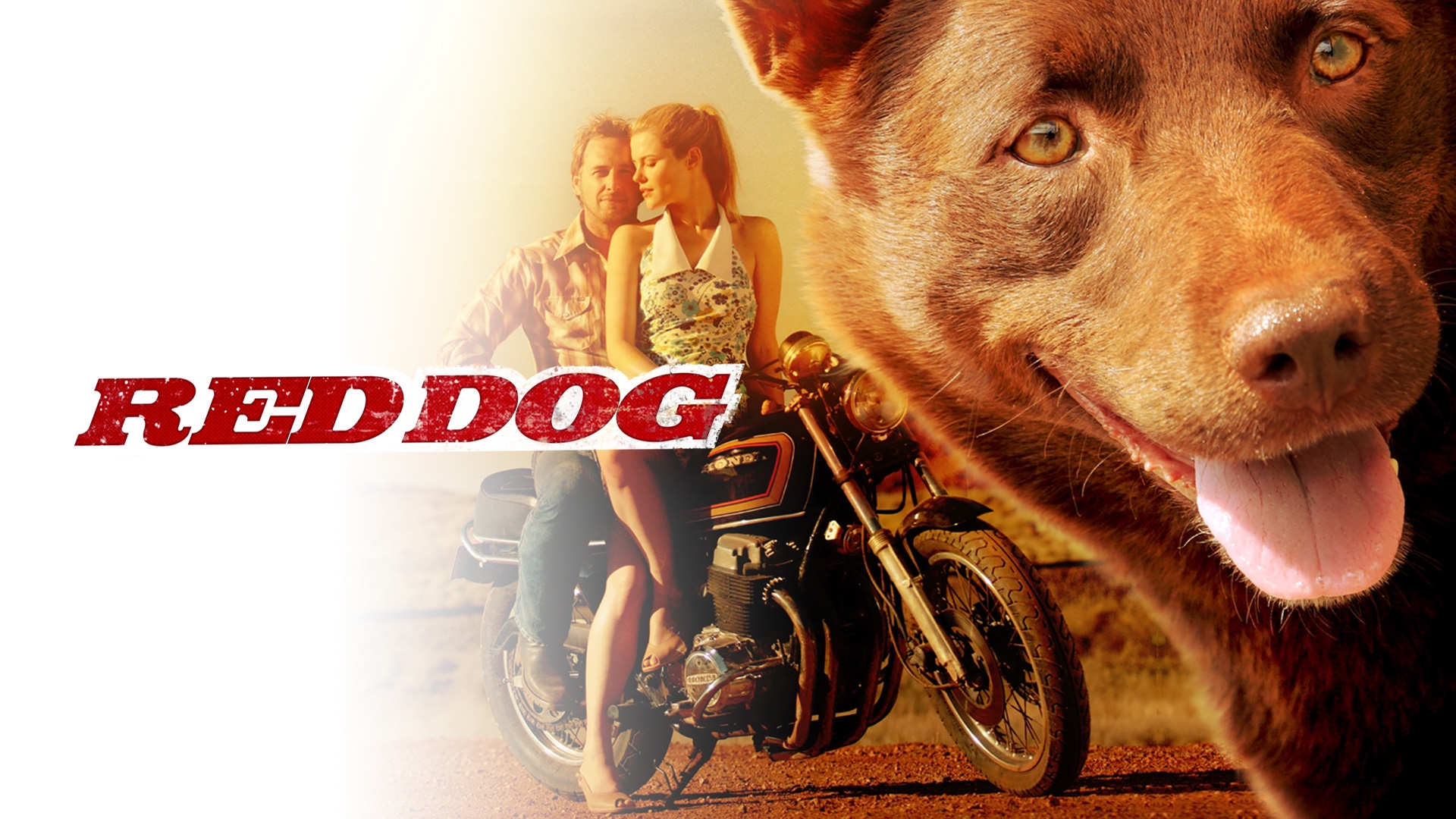 Red Dog